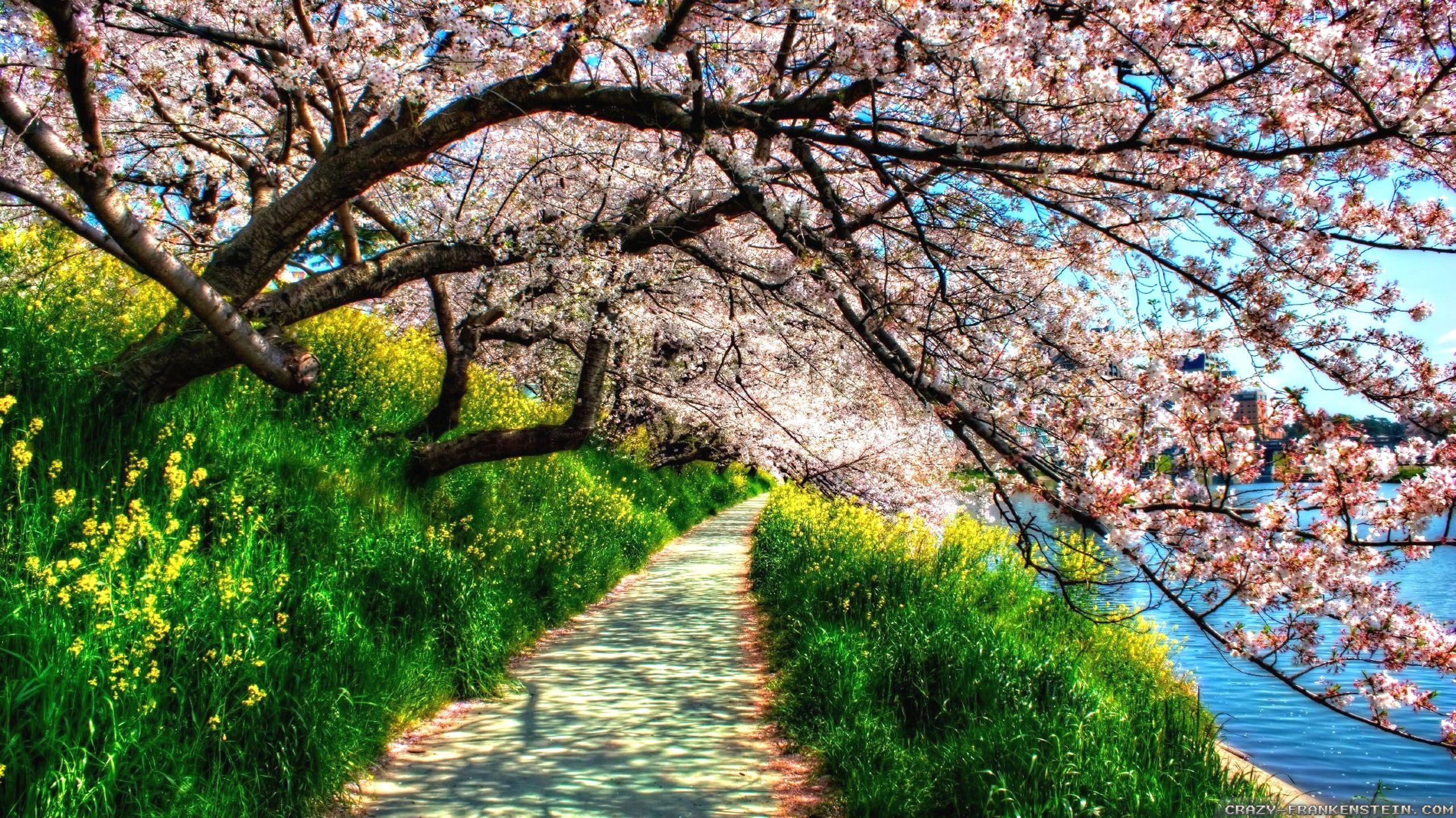 2560x1440 Beautiful Spring Image Download