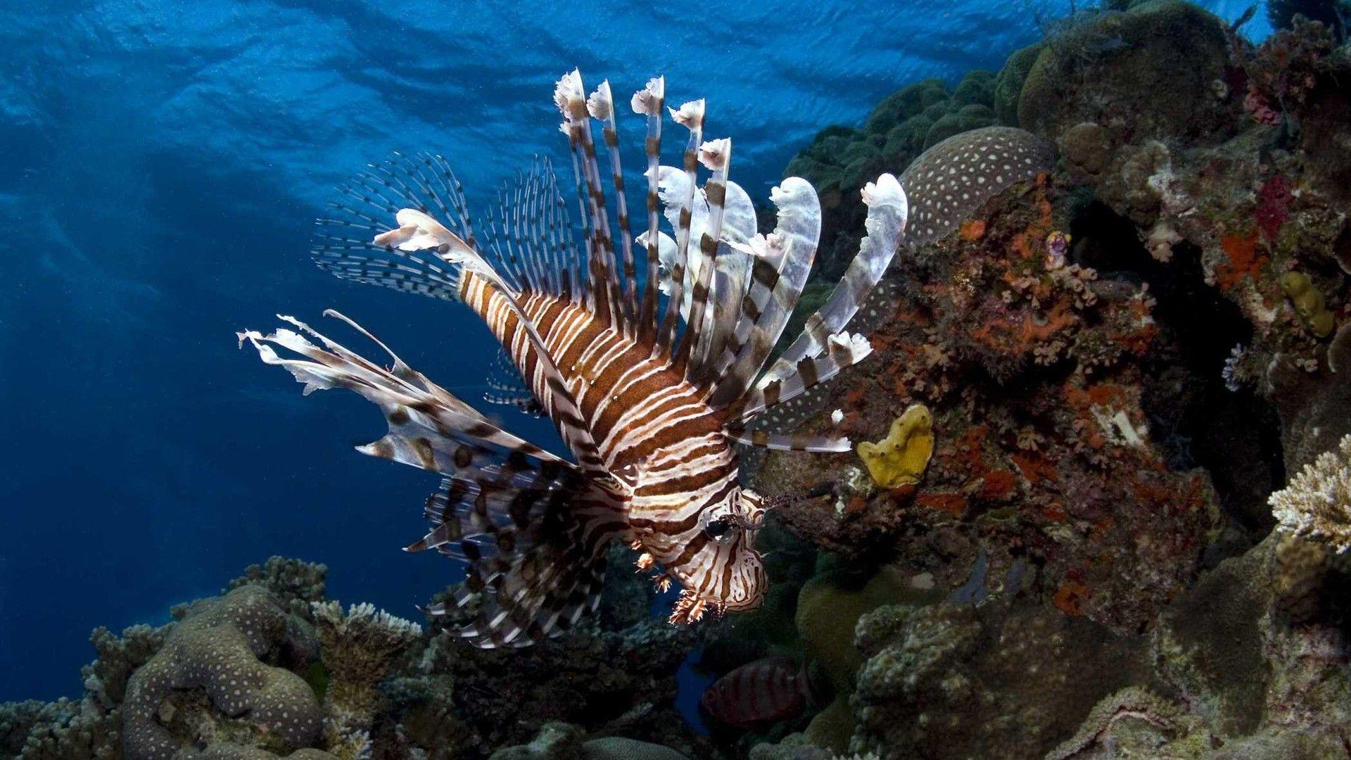 1920x1080 Custom HD 37 Fantastic Animal Wallpaper Collection