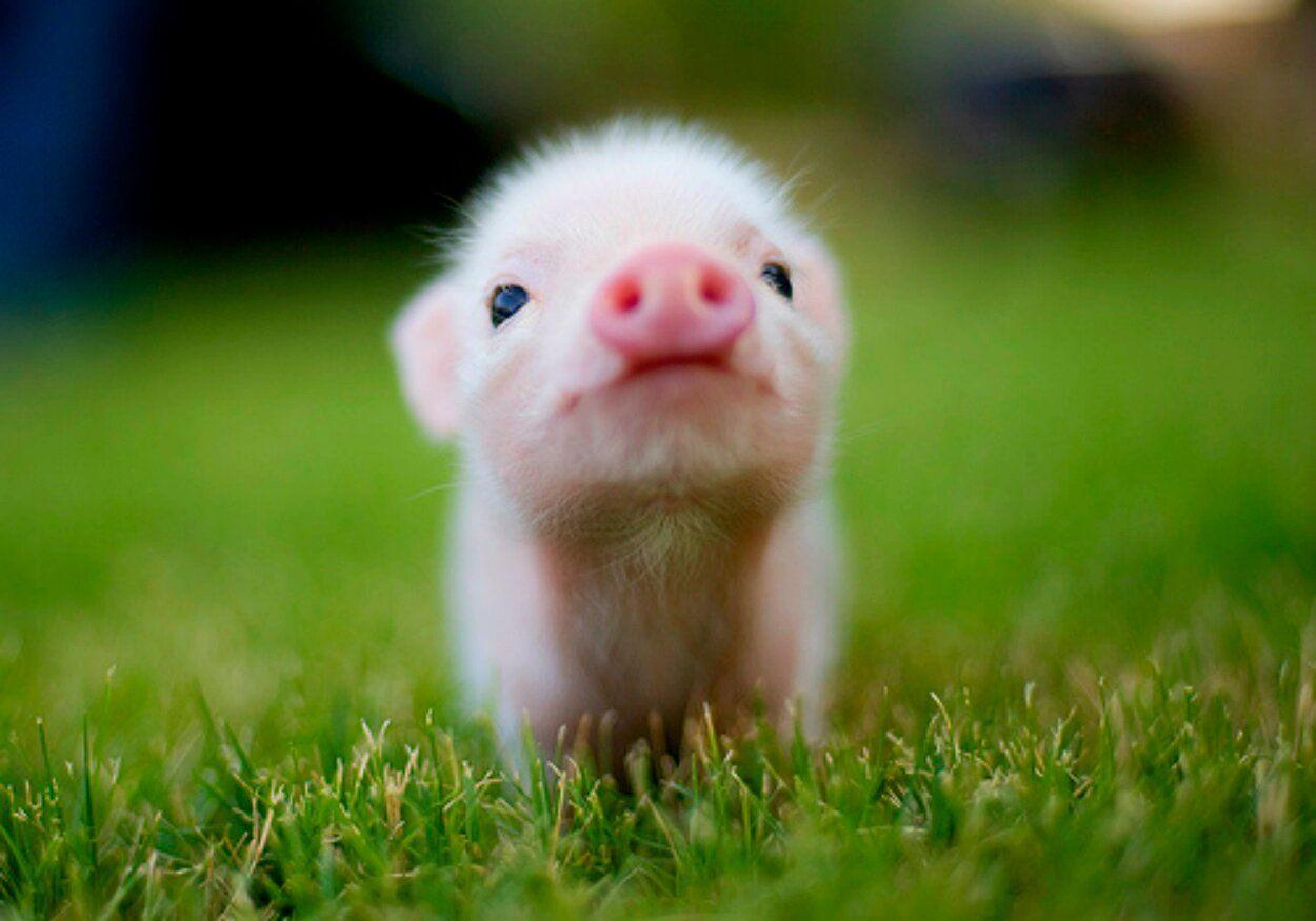 1250x875 Animals Picture and Wallpaper