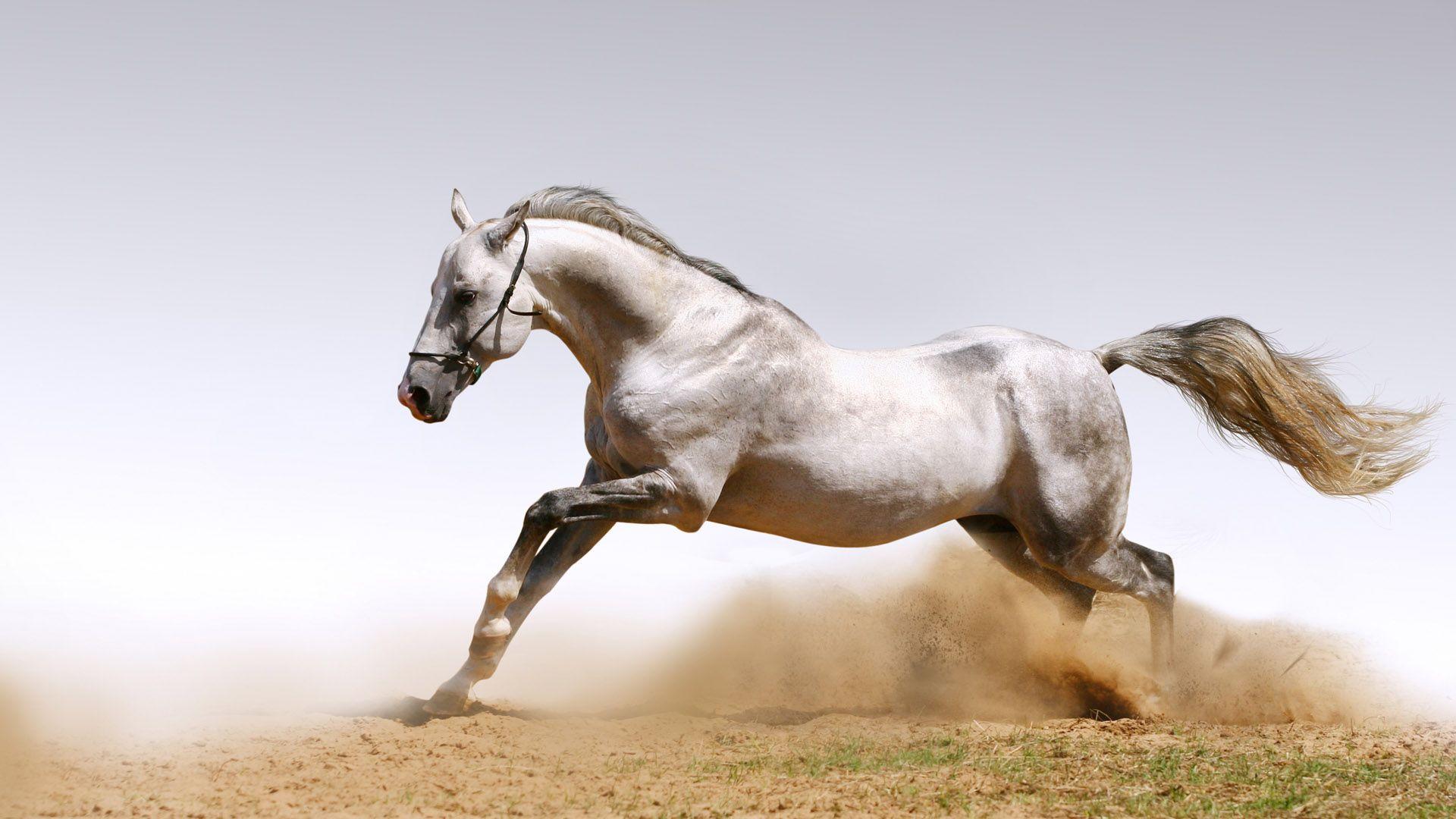 1920x1080 Animal Computer Wallpaper, Desktop Background.51 KB