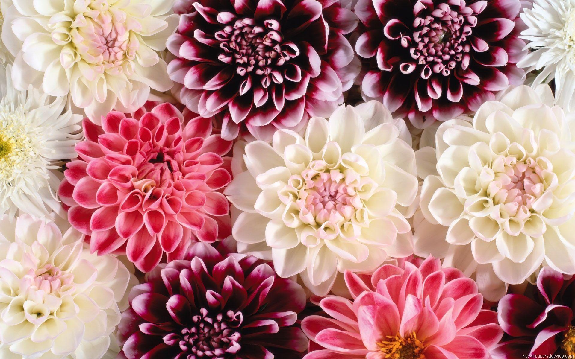 1920x1200 floral desktop wallpaper 1920x1080 flower wallpaper, Floral tumblr, Flower wallpaper