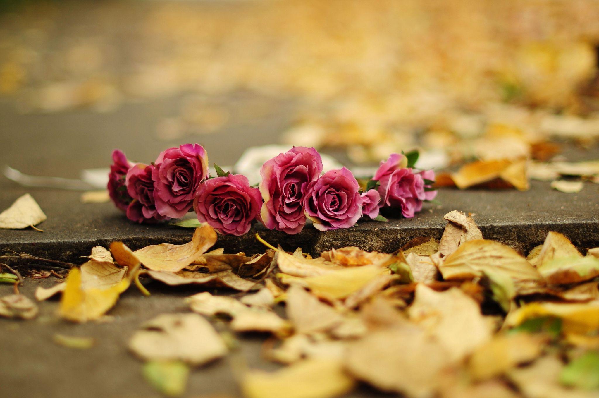 2048x1360 Fall Flowers Desktop Background, Download Wallpaper