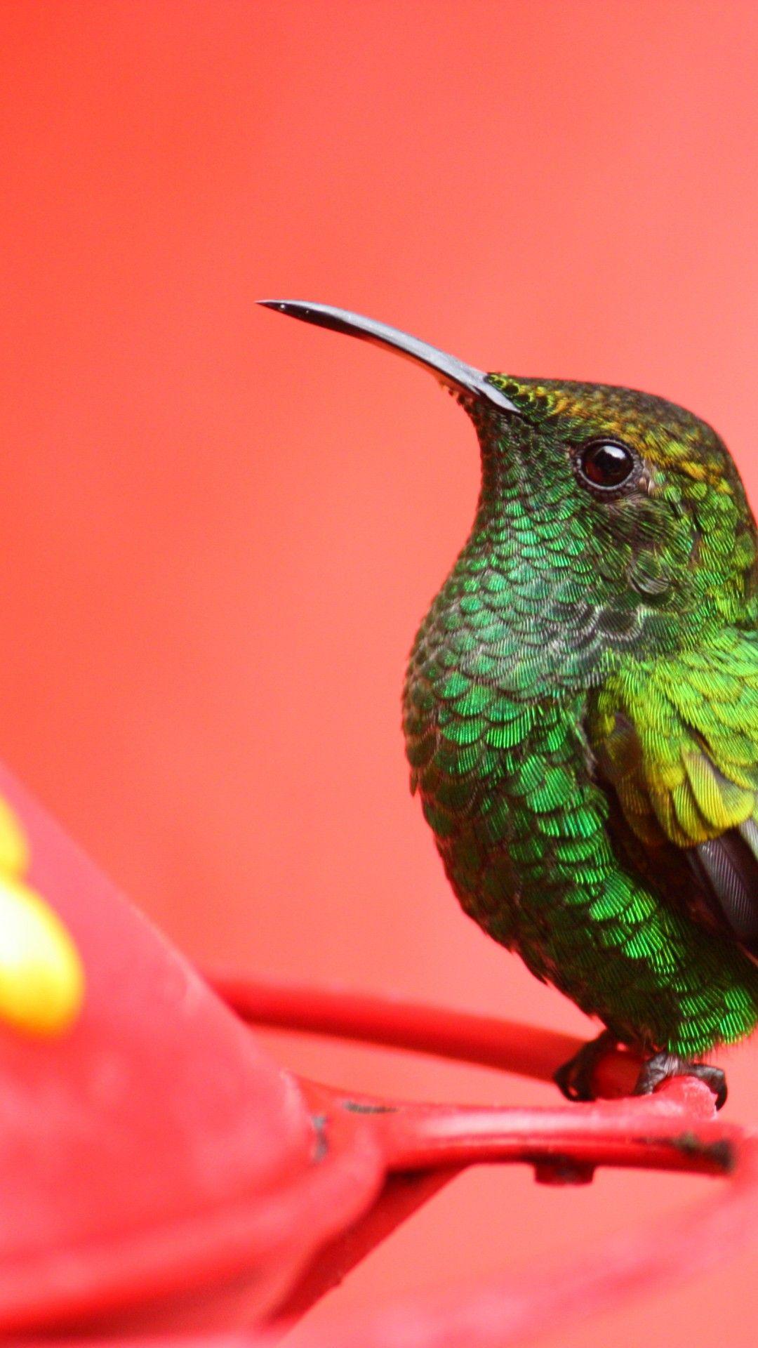 1080x1920 Wallpaper Bird, 5k, 4k wallpaper, green, pink, eyes, exotic, tropical, nature, OS
