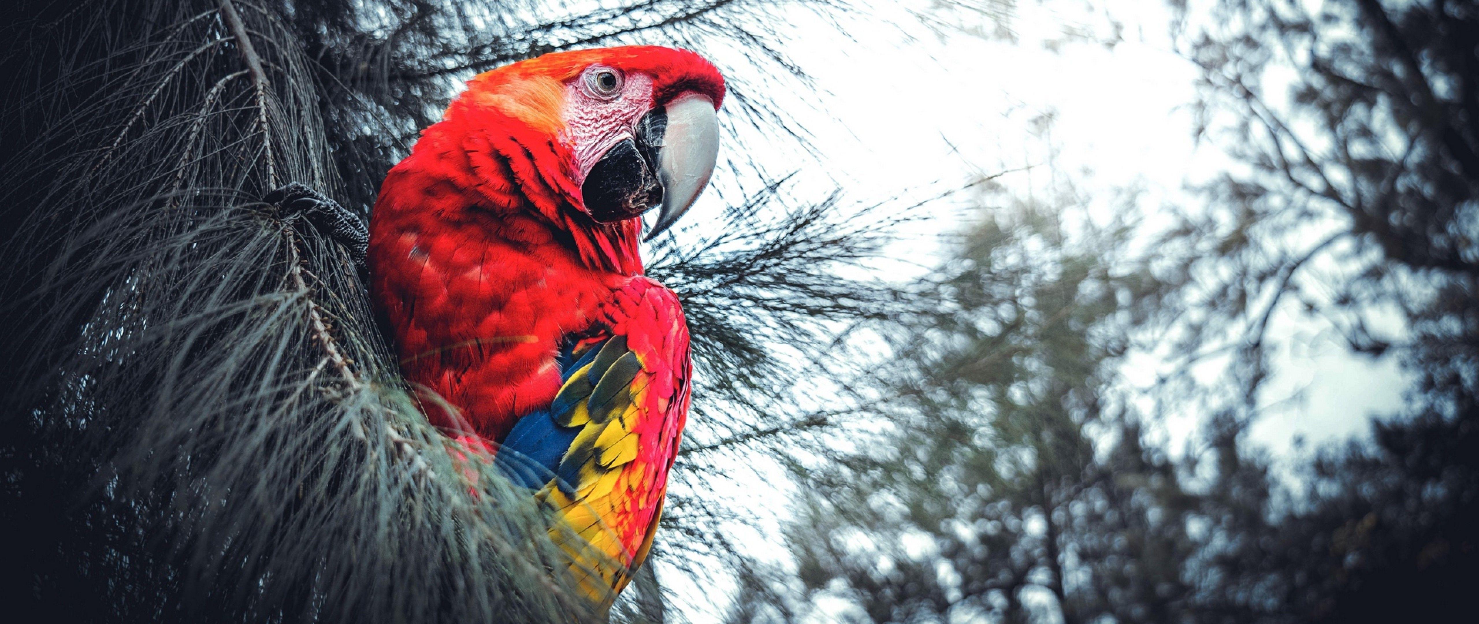 5120x2160 Exotic macaw parrot HD Wallpaper 4K Ultra HD Wide TV