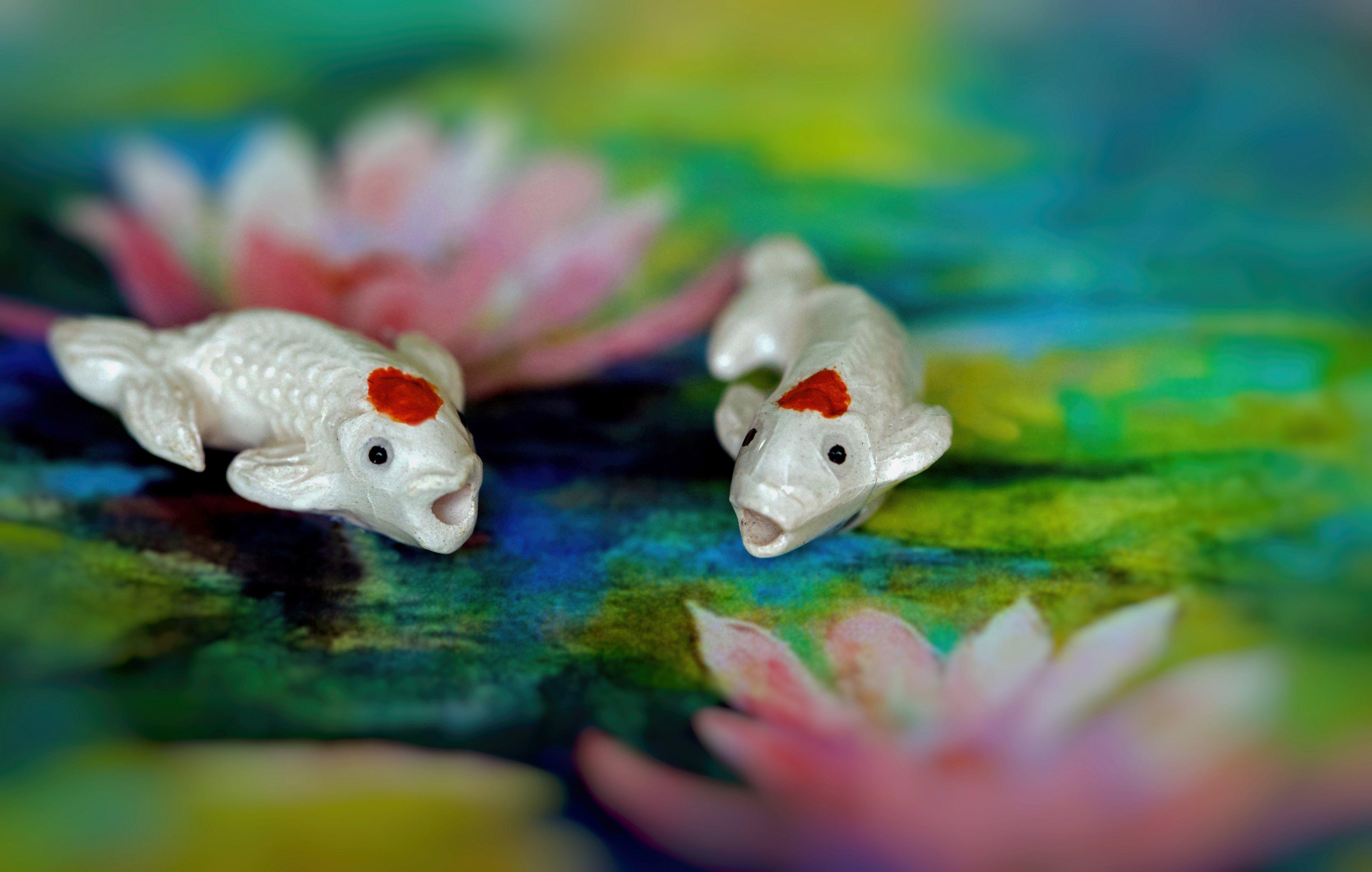 4411x2804 Rare Exotic Freshwater Fish 4K wallpaper
