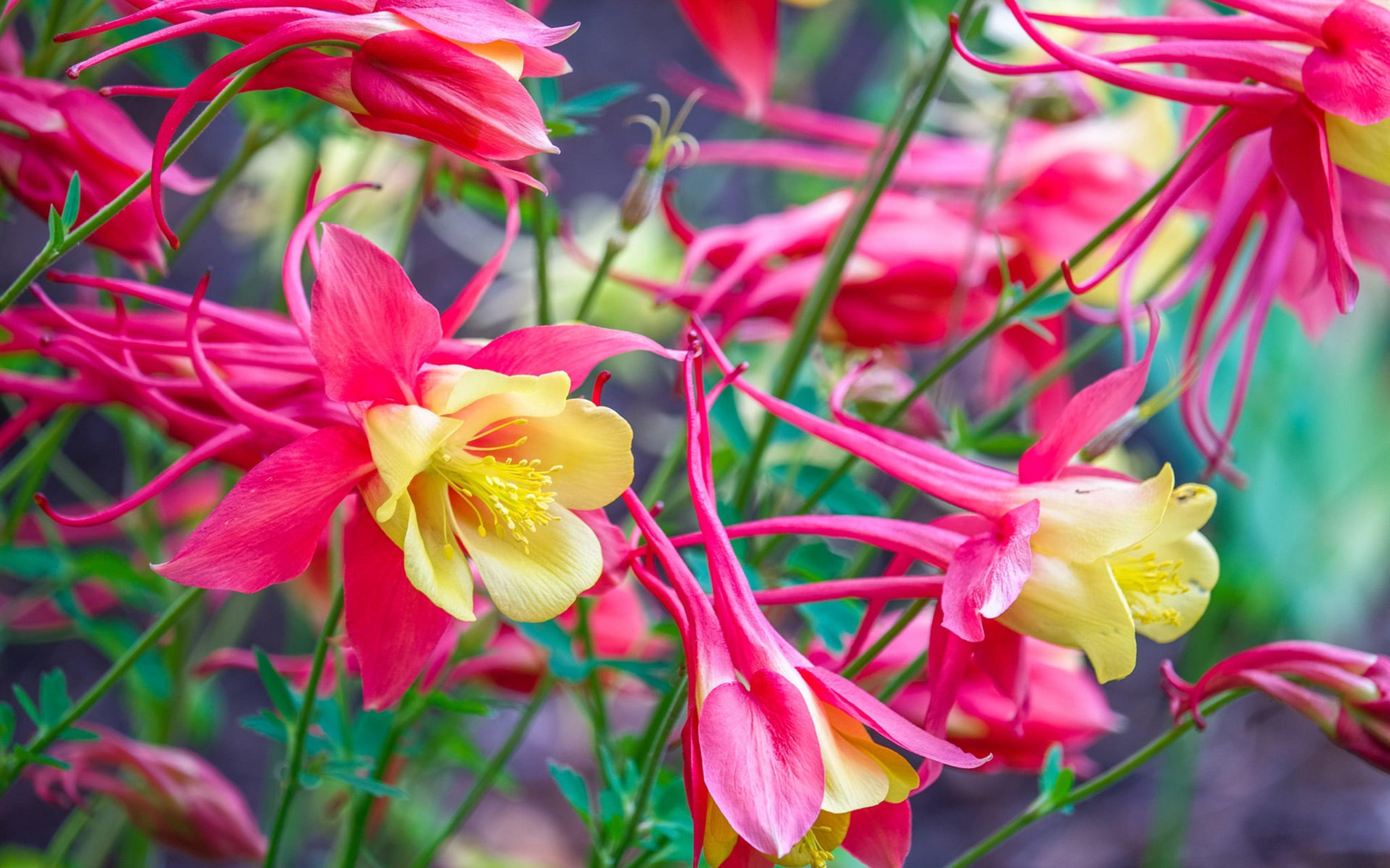 3840x2400 Color Pink And Yellow Petals Exotic Flowers 4k Ultra HD Wallpaper For Desktop Laptop Tablet Mobile Phones And Tv 3840x2400 :