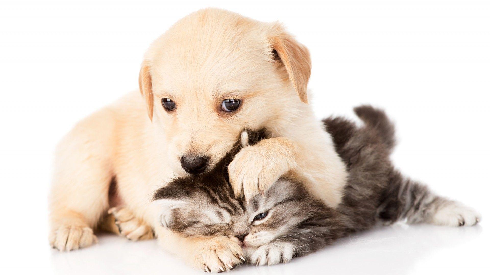 Puppies and Kittens Desktop Wallpapers