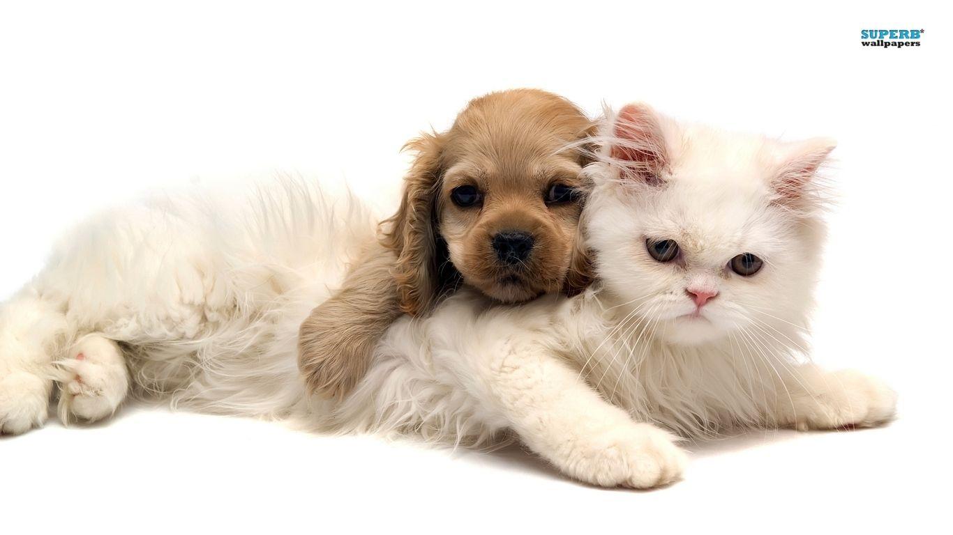 Cute Puppies And Kittens Wallpapers - Top Free Cute Puppies And Kittens