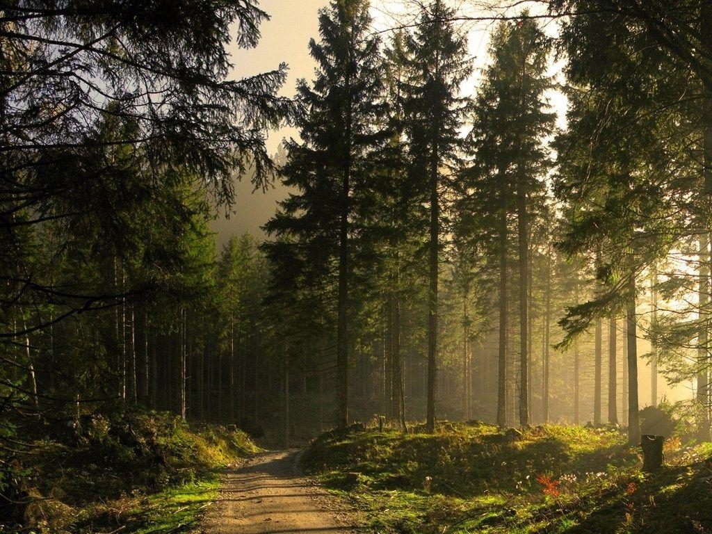 1024x768 best forest desktop background forest wallpaper for mobile phones