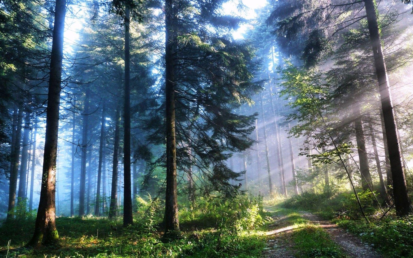 Best Forest Wallpapers - Top Free Best Forest Backgrounds - WallpaperAccess