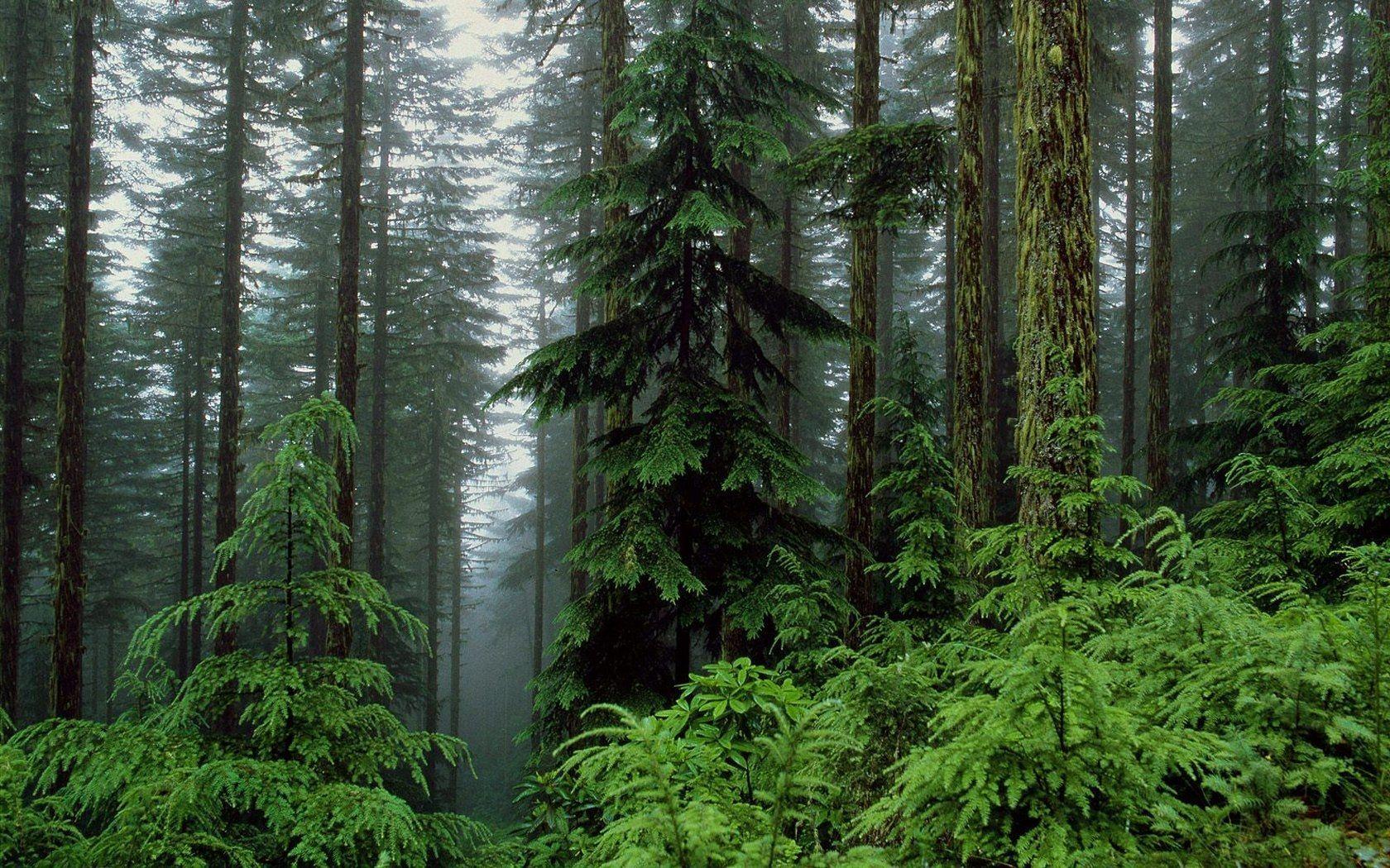1680x1050 Forest. Forest wallpaper, Best nature wallpaper, Nature wallpaper