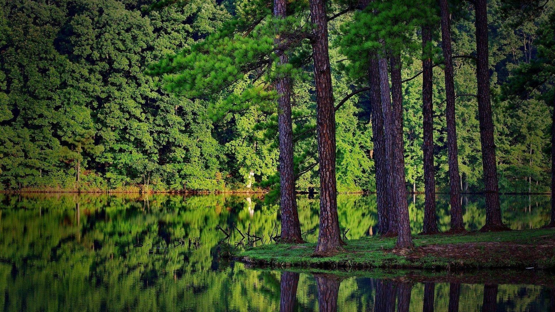 1920x1080 Free download Forest Wallpaper Best Forest Green Nature Tree Wallpaper [2048x1280] for your Desktop, Mobile & Tablet. Explore 2048X1280 WallpaperX1280 Wallpaper