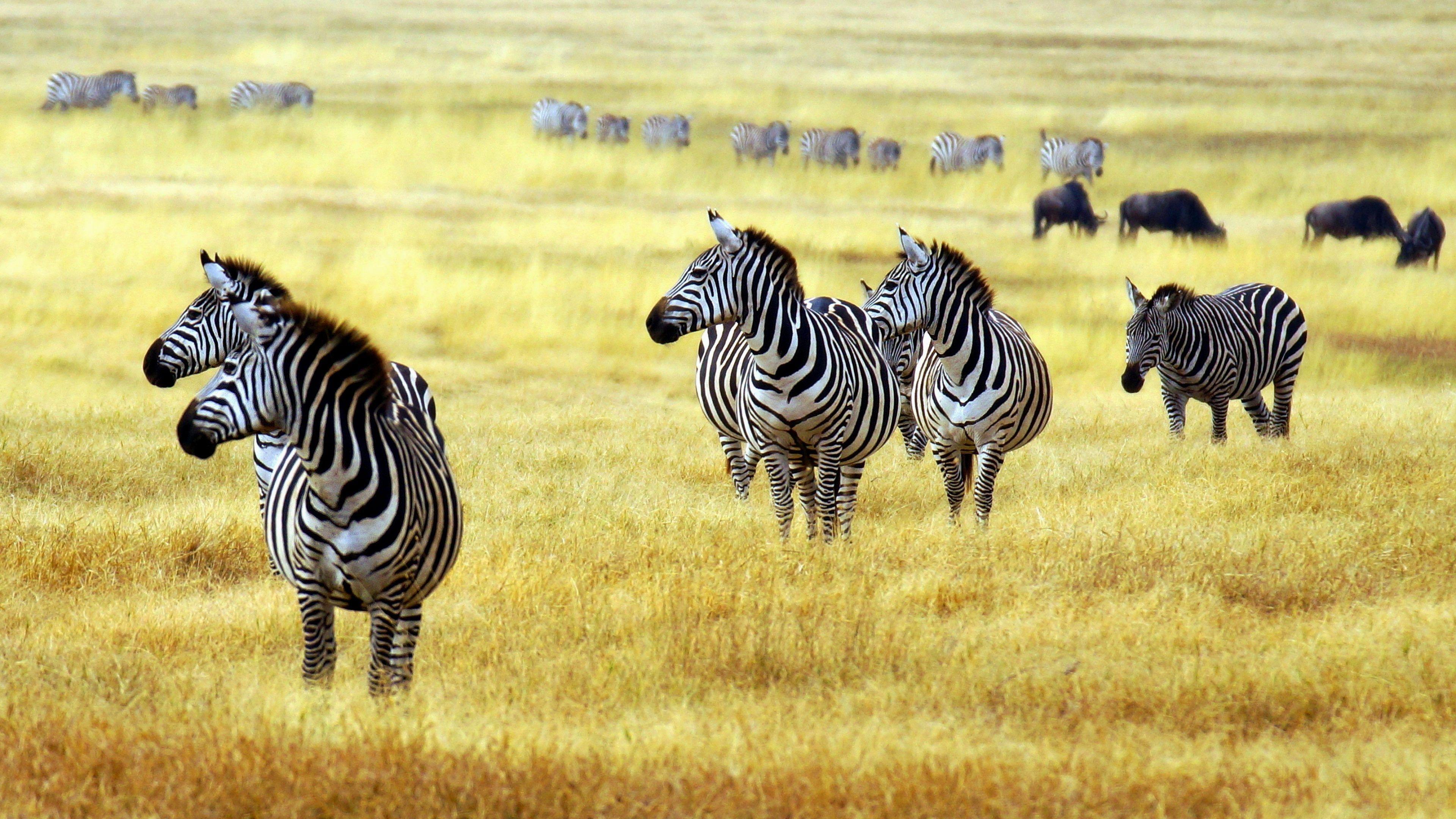 3840x2160 African Savanna Wallpaper