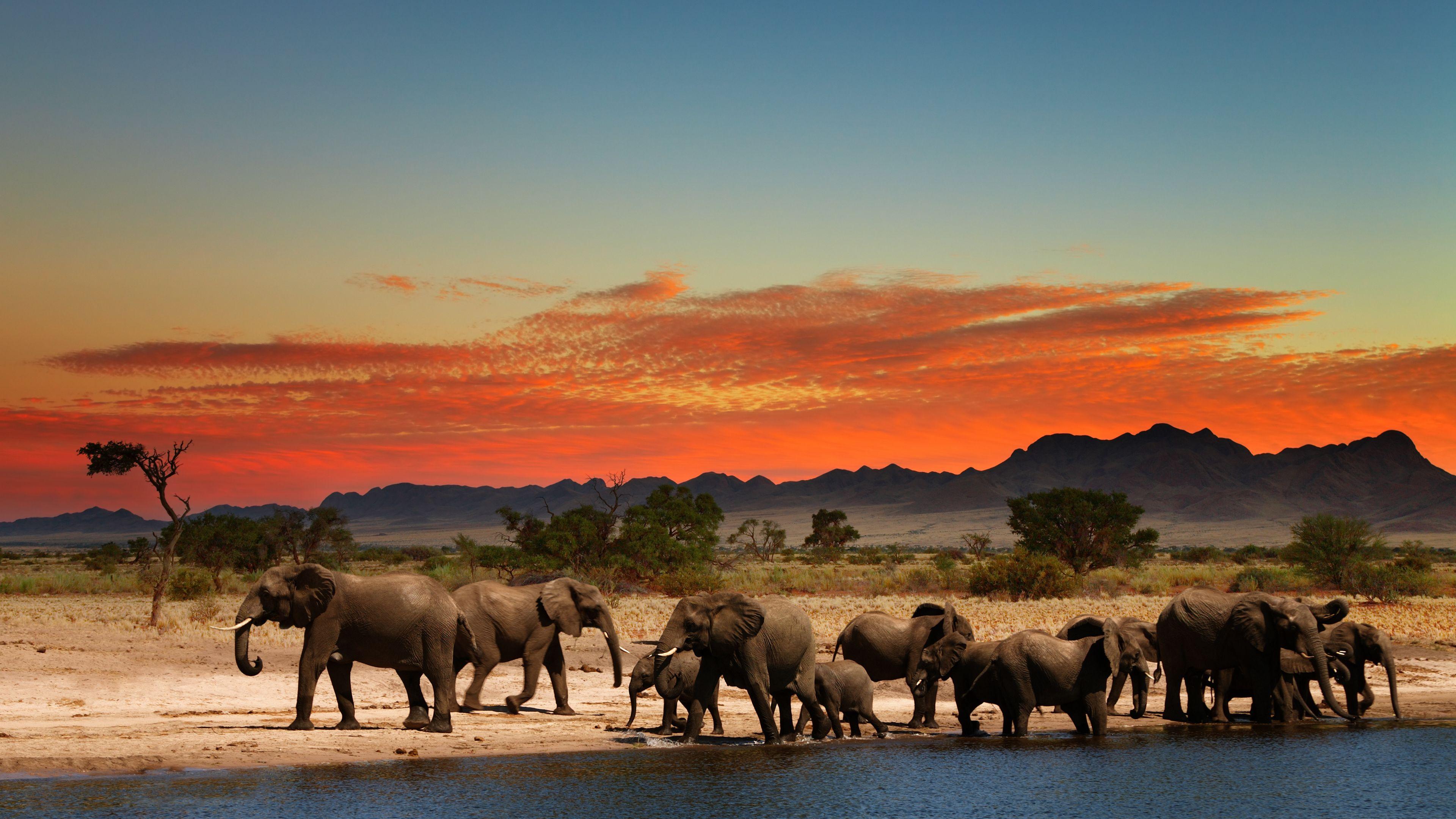 3840x2160 Savanna Background. African Savanna Wallpaper, Savanna Charcoal Wallpaper and Savanna Background