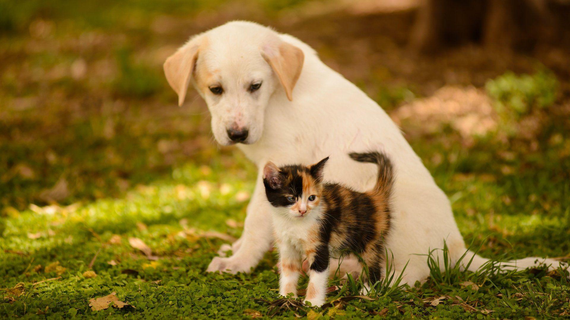 1920x1080 Cute Dog and Cat Wallpaper