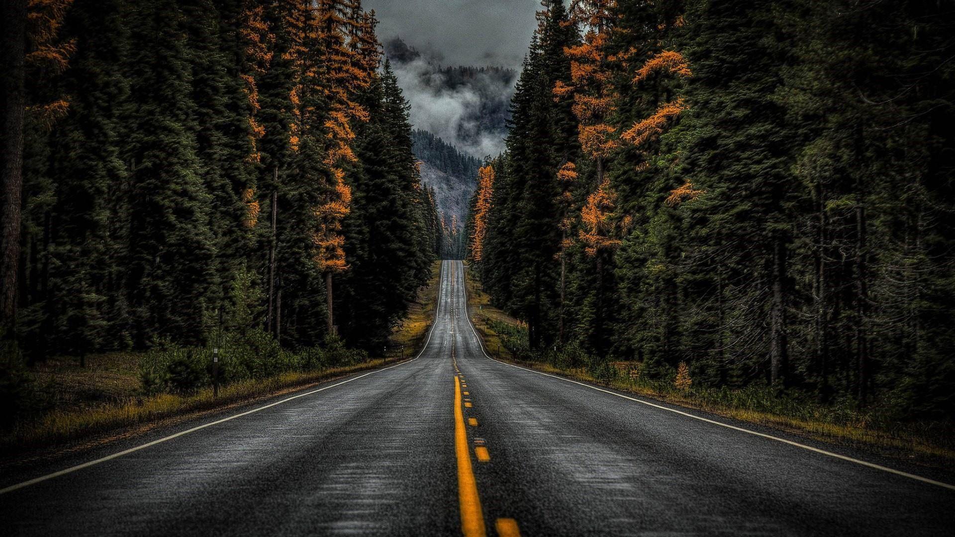 1920x1080 road #nature #tree woody plant #forest .com