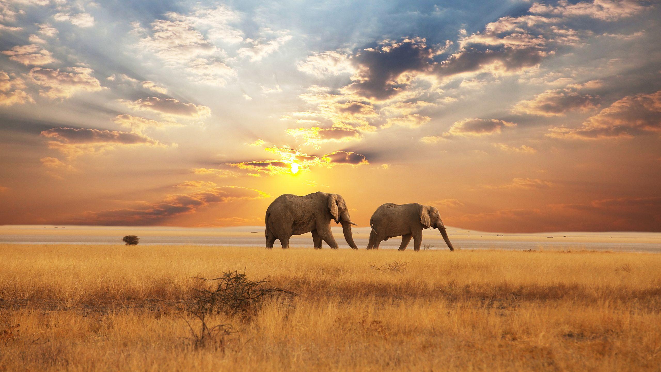 2560x1440 African Savanna Wallpaper
