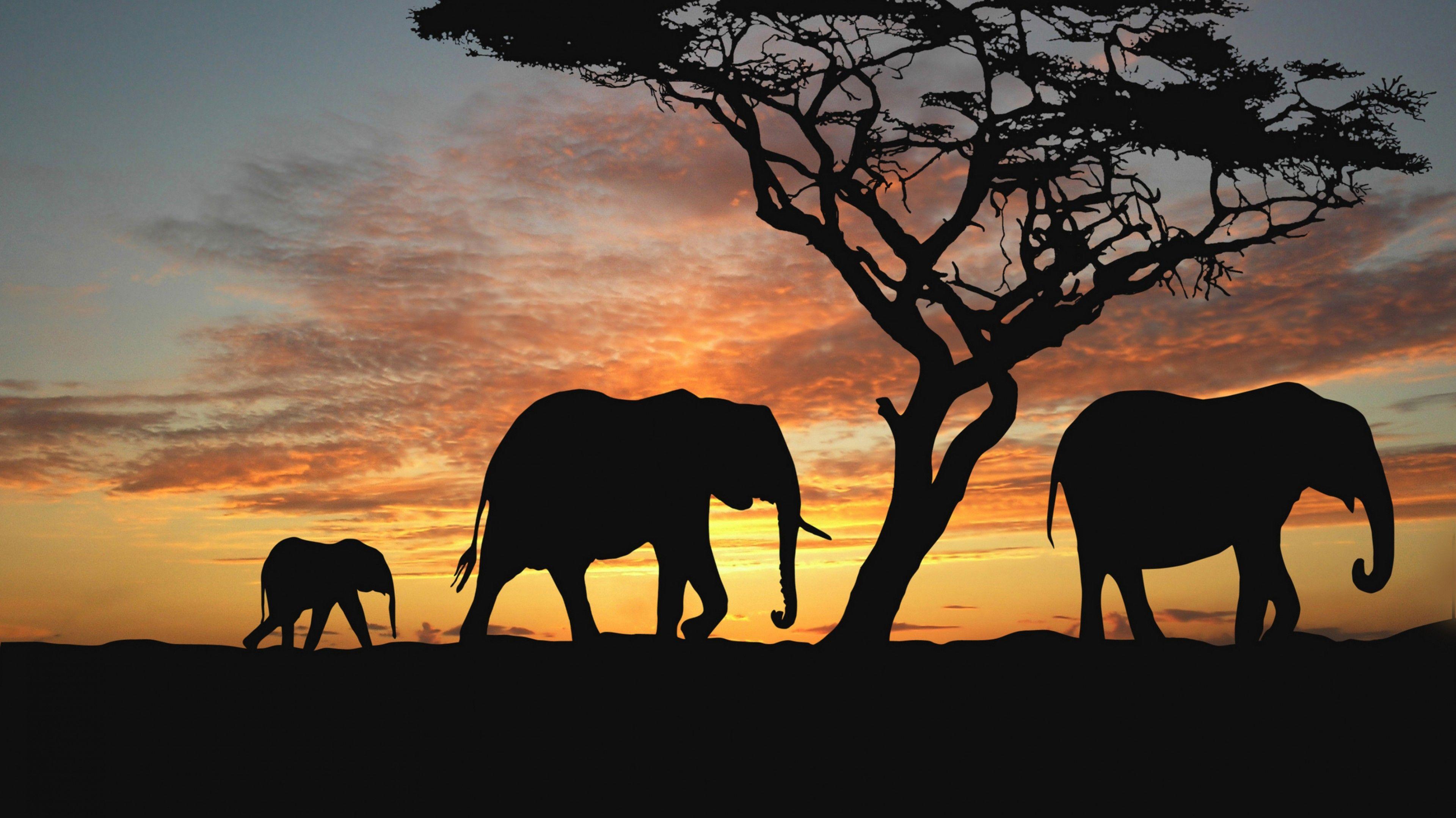 3840x2160 African Savanna Wallpaper