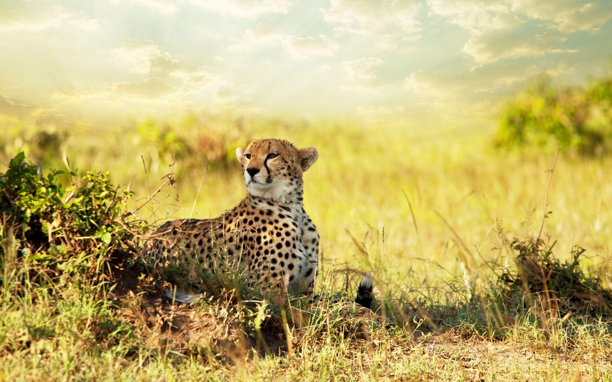 2560x1600 Cheetah savanna wallpaperx1600