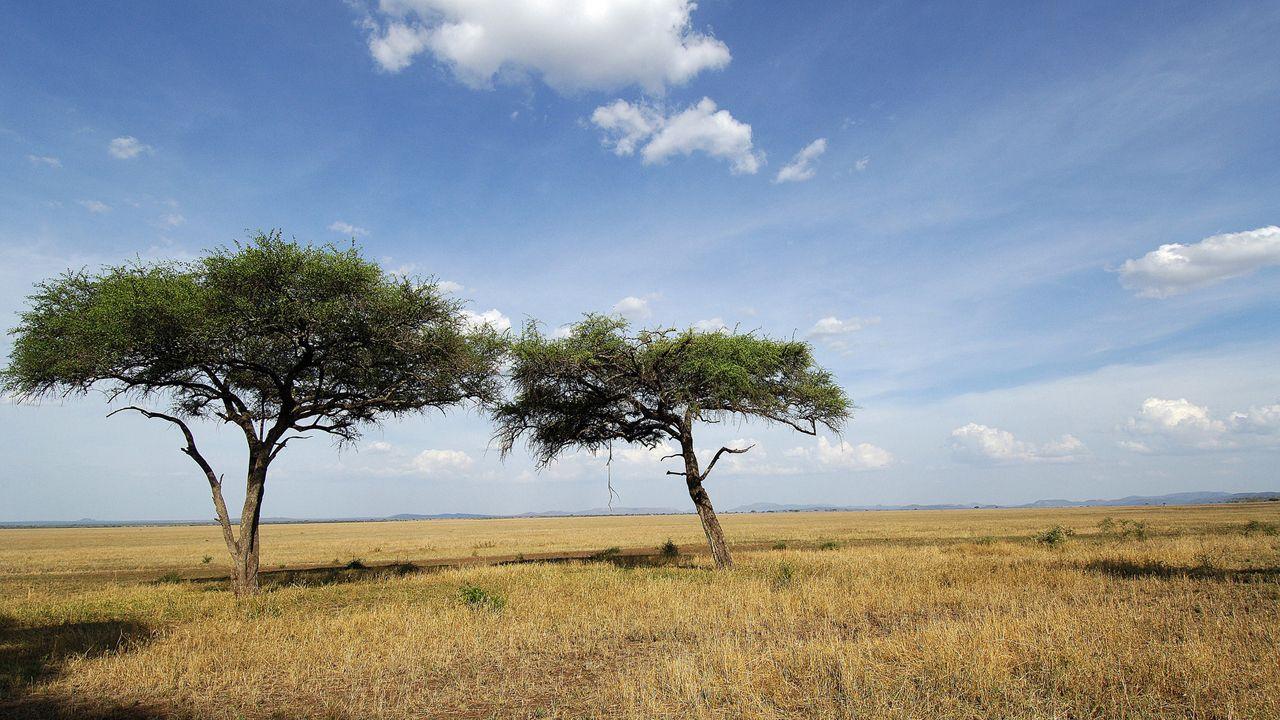 1280x720 Savanna Wallpaper