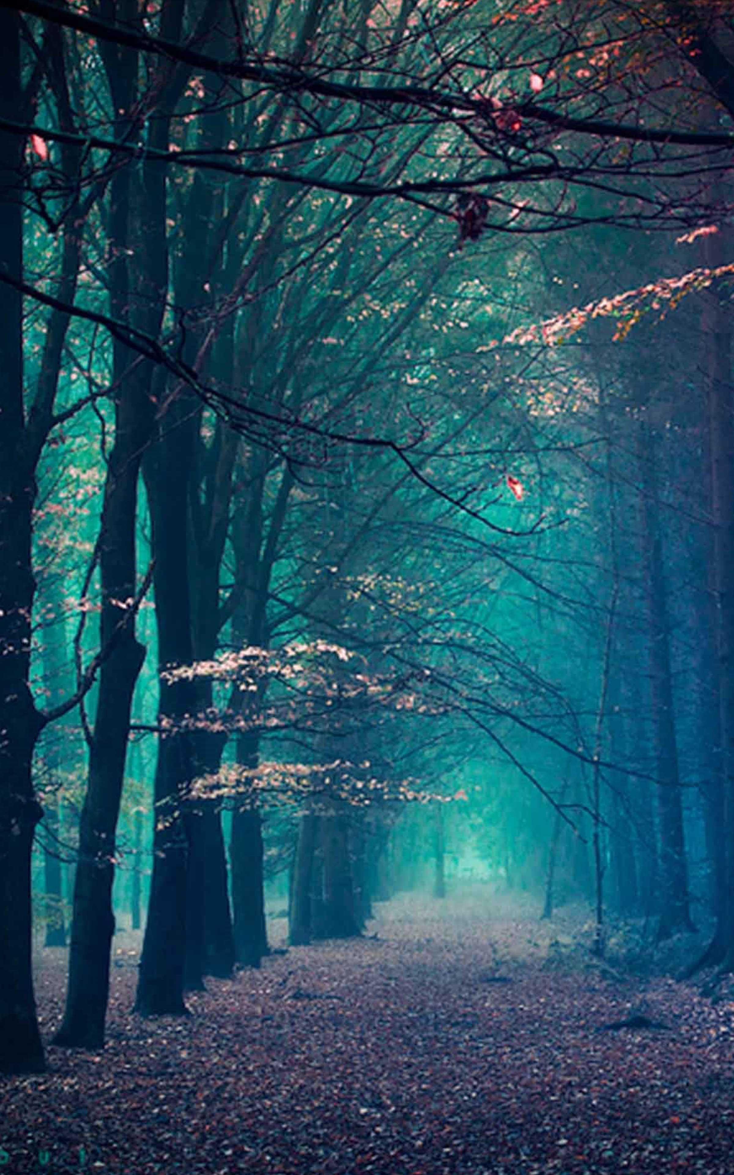 Best Forest Wallpapers - Top Free Best Forest Backgrounds - WallpaperAccess