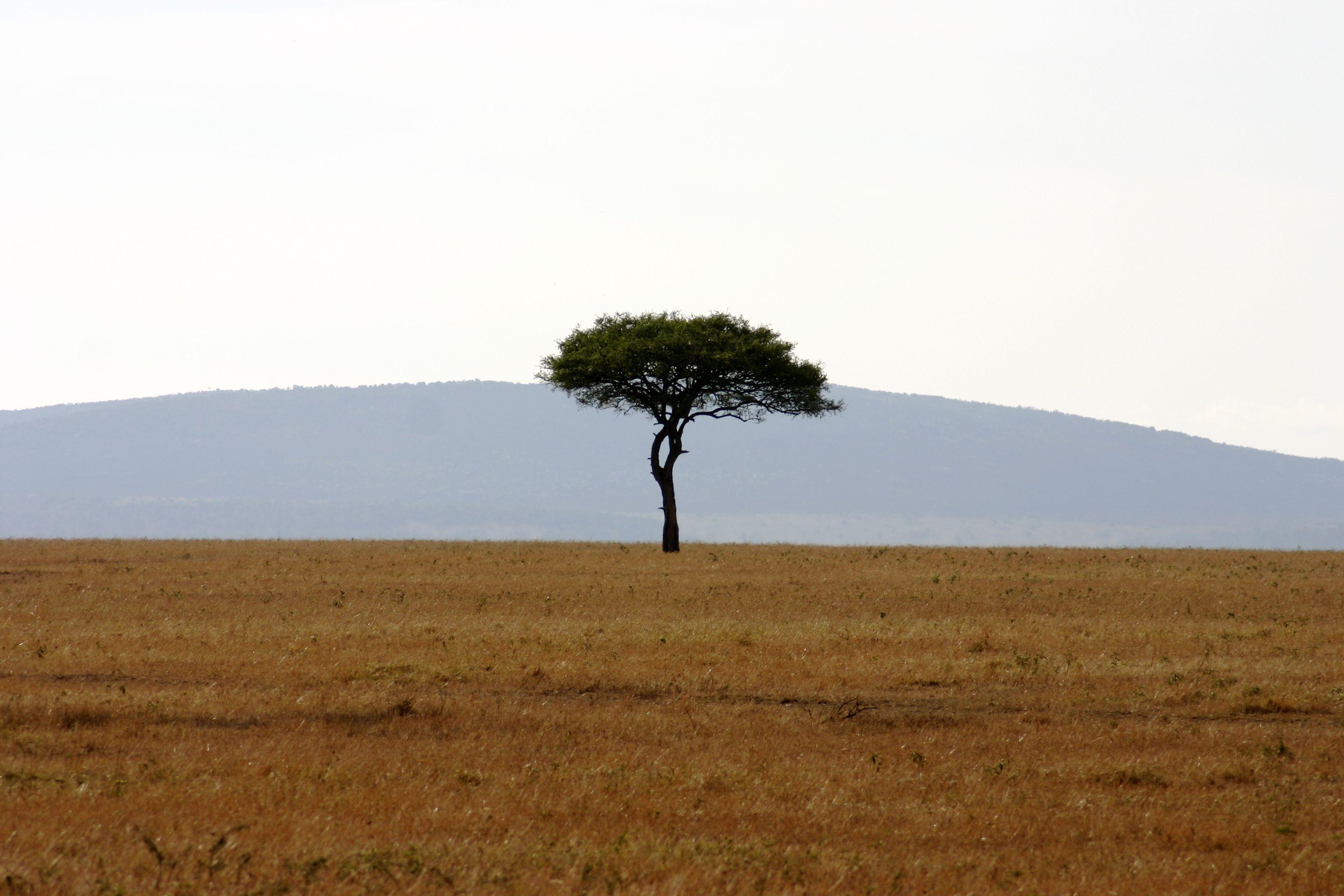 3072x2048 3072x2048px 1546.65 KB Savanna