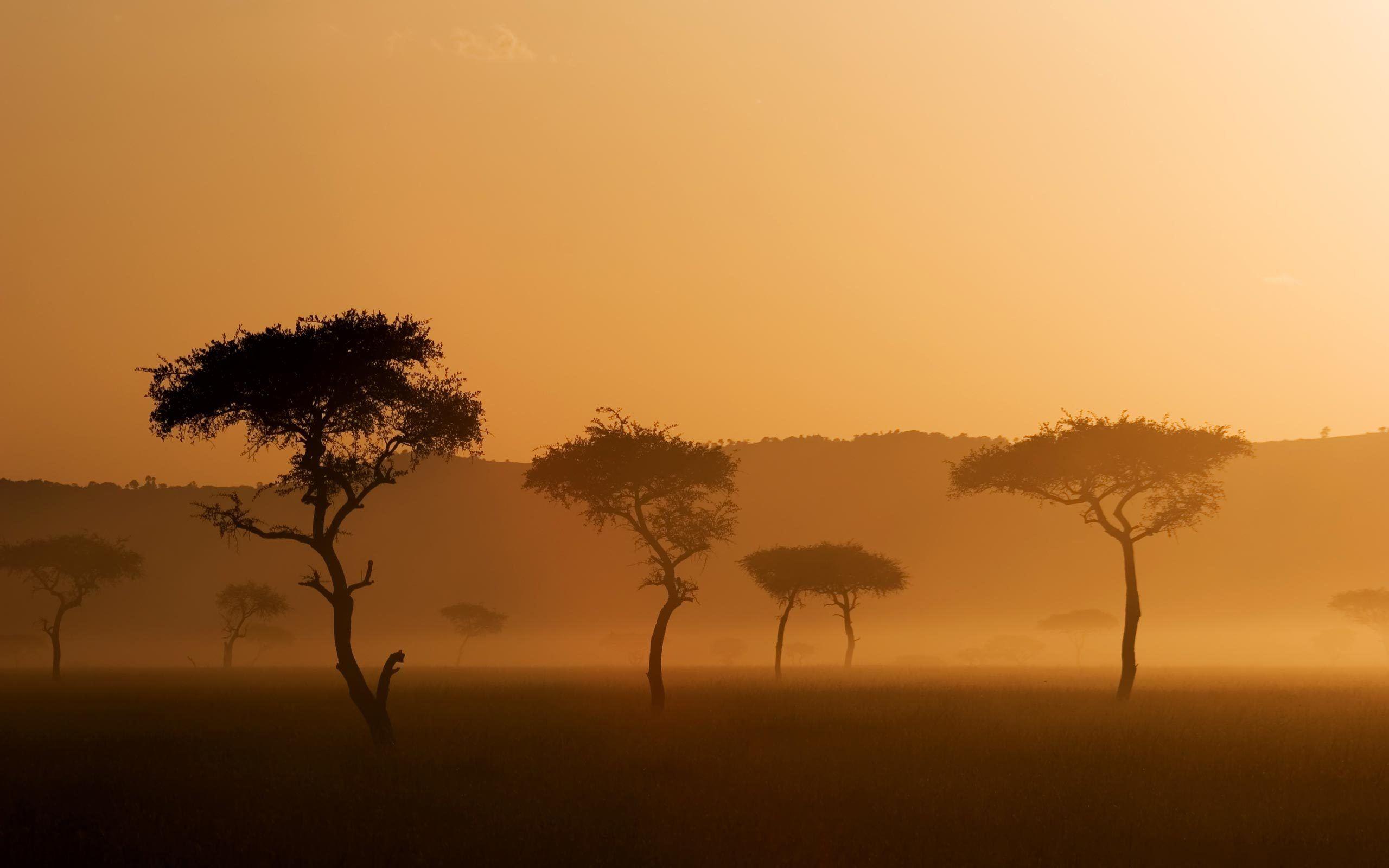 2560x1600 African Savanna Wallpaper