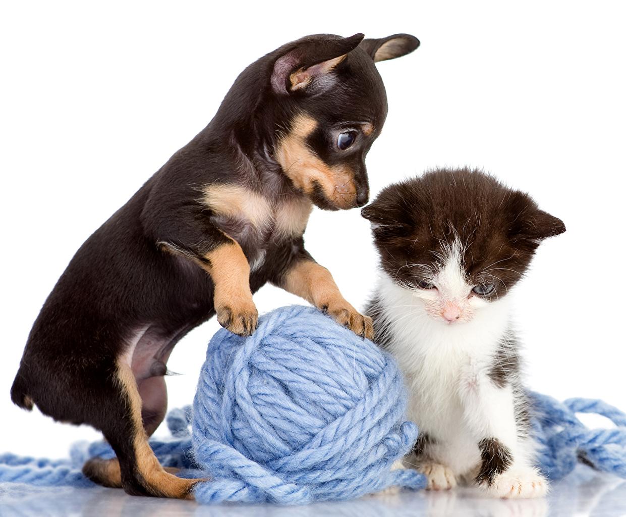 1241x1024 Puppies And Kittens Wallpaper .