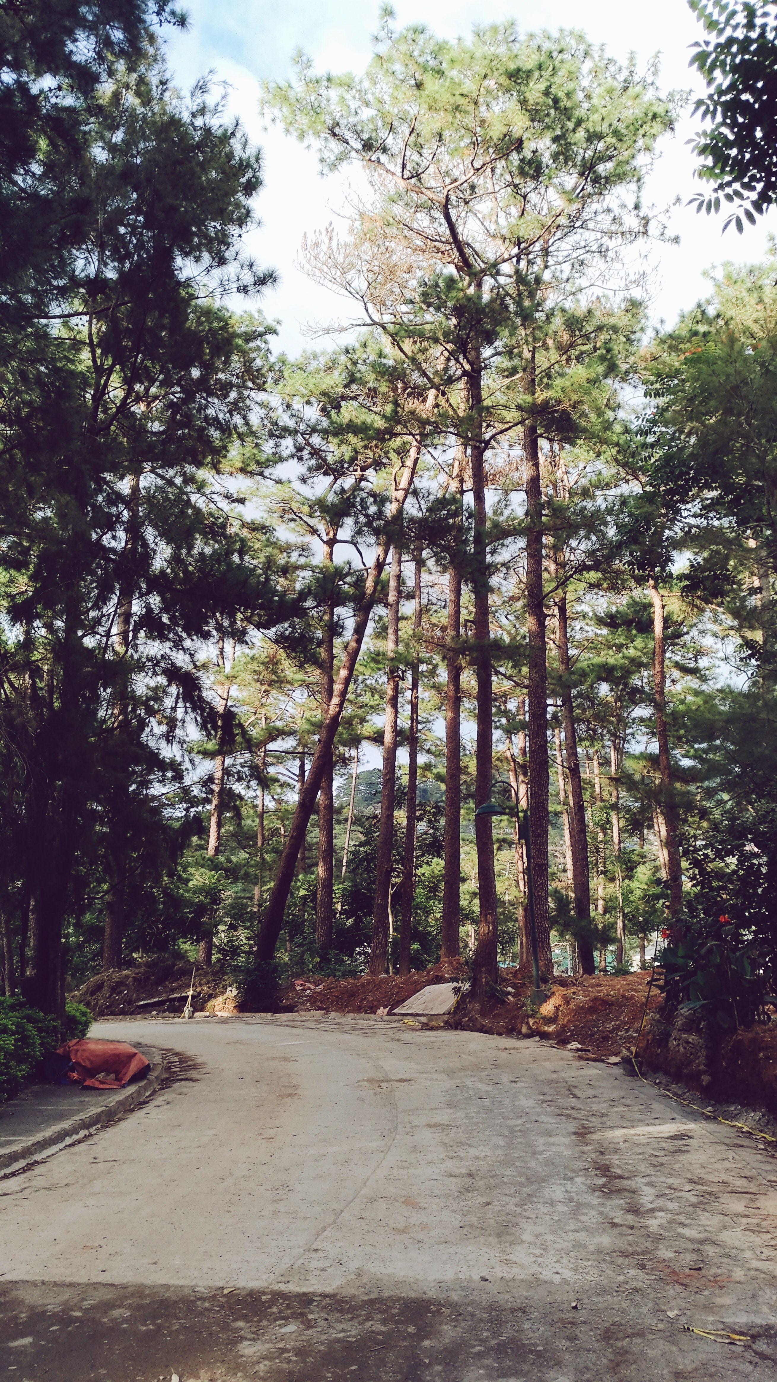 2620x4656 Free of Baguio landscape, nature, pine trees