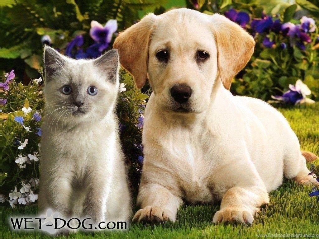 1024x768 116526_top Cute Puppies And Kittens Wallpaper Image For _1024x768_h 1