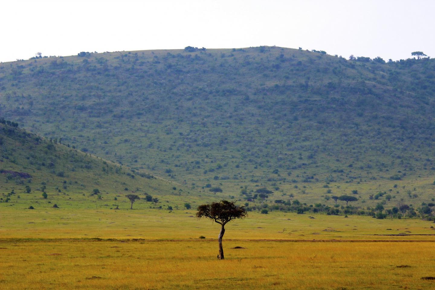 1440x959 More rain leads to fewer trees in the African savanna. EurekAlert! Science News