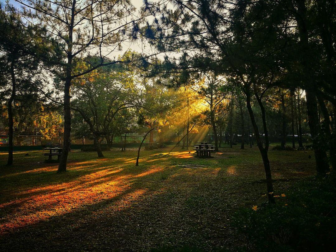 1080x810 forest trees photograph photo