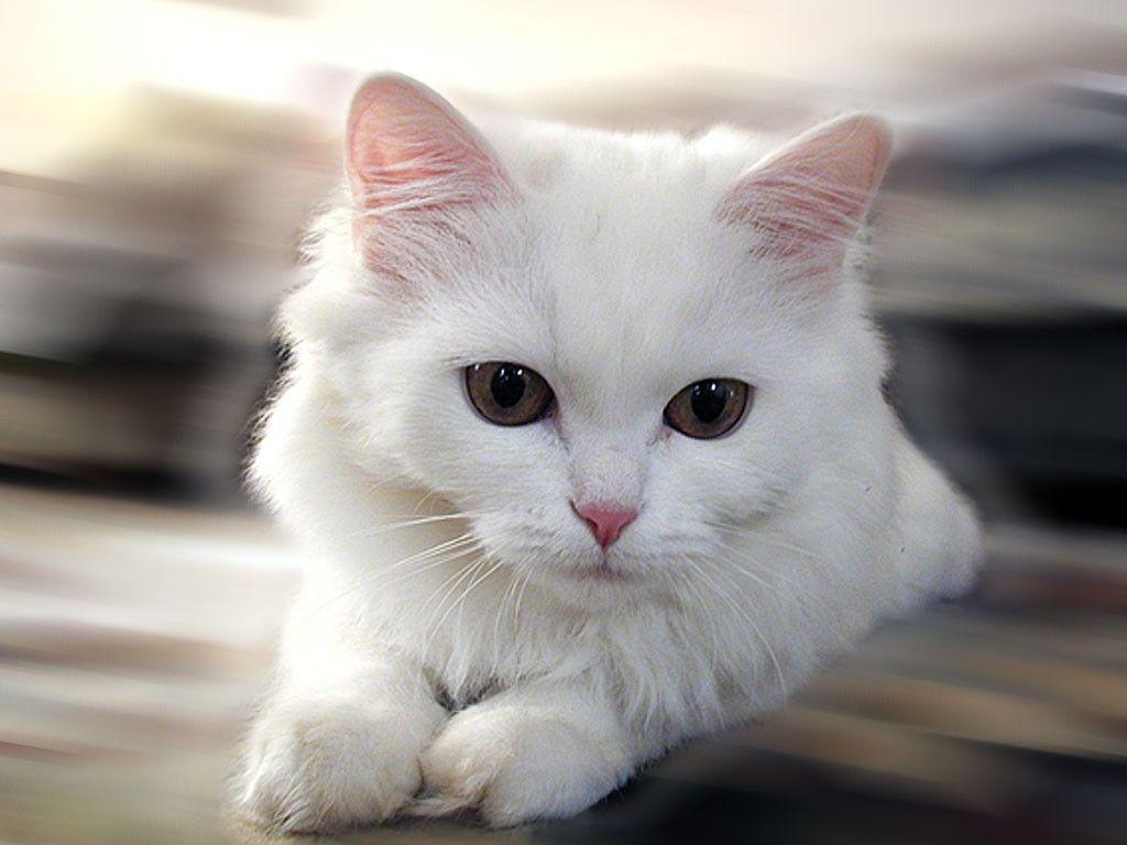 1024x768 HD Animals: cute puppies and kittens wallpaper