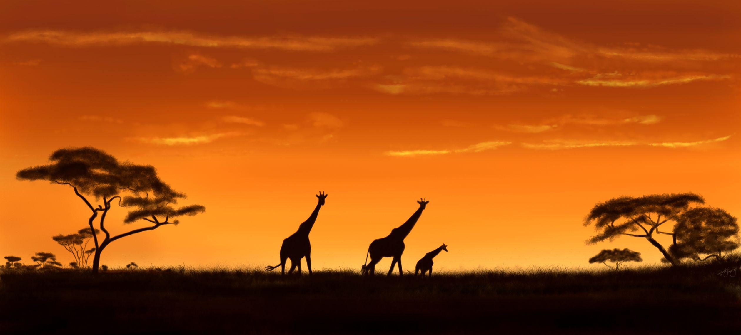 2520x1141 HD Savanna Wallpaper and Photo. HD Nature Wallpaper