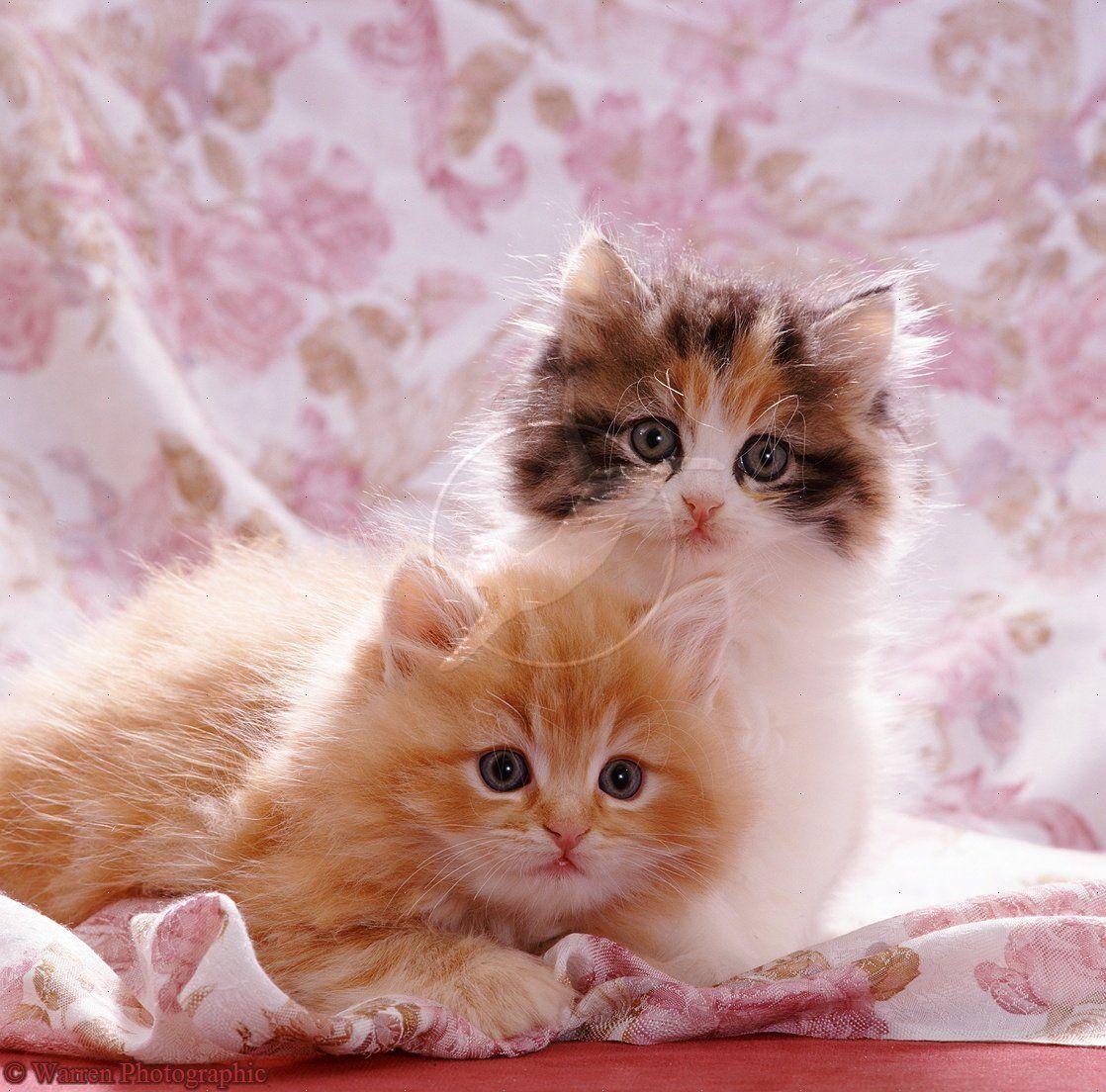 1118x1104 Cute Cats and Kittens Wallpaper on .