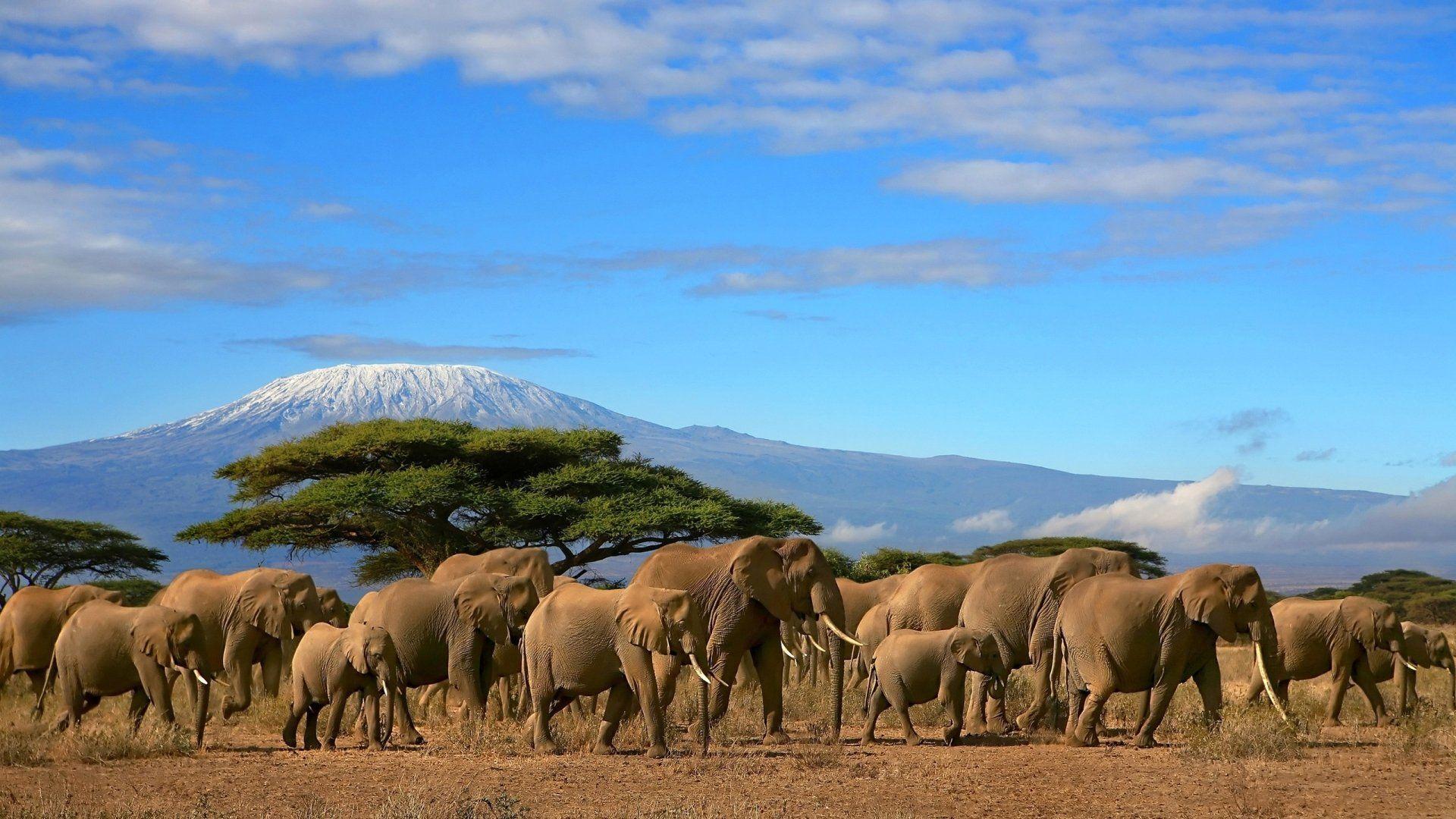 1920x1080 Savanna Wallpaper and Background HD Wallpaper of Savanna