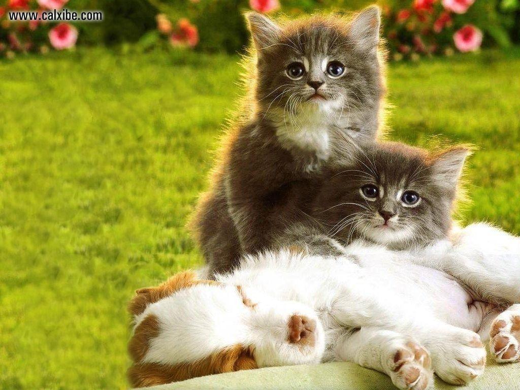 1024x768 Puppies And Kittens Wallpaper