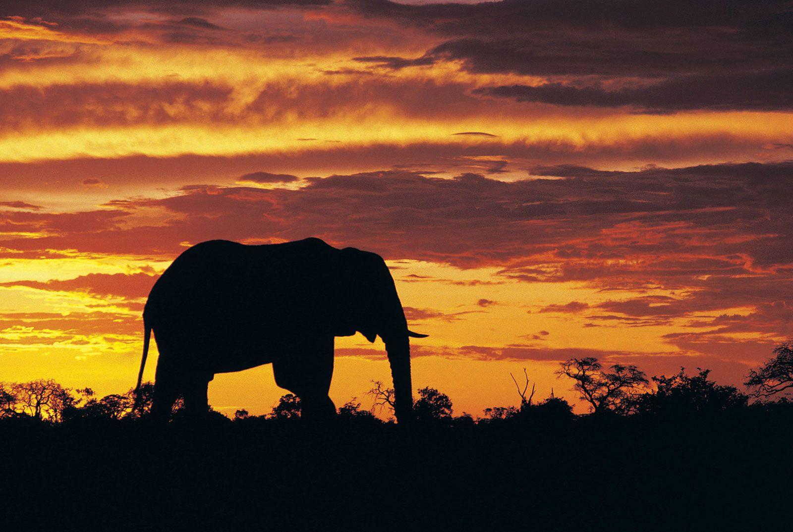 1600x1074 African savanna elephant