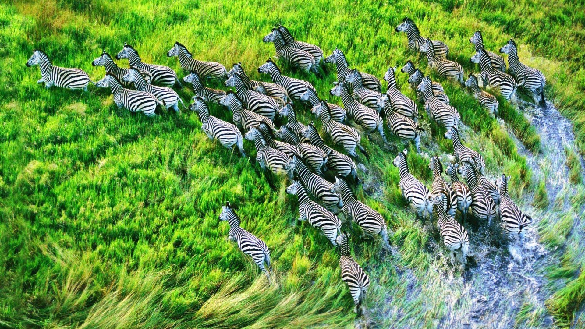 1920x1080 Zebras In Savanna