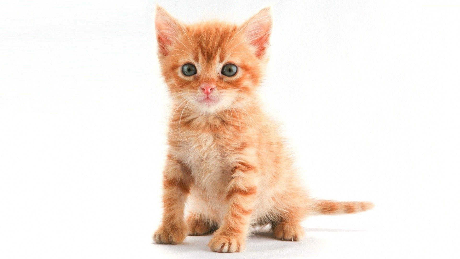 1920x1080 Cute Puppy And Kitten Wallpaper Gallery Widescreen On 1920x1080