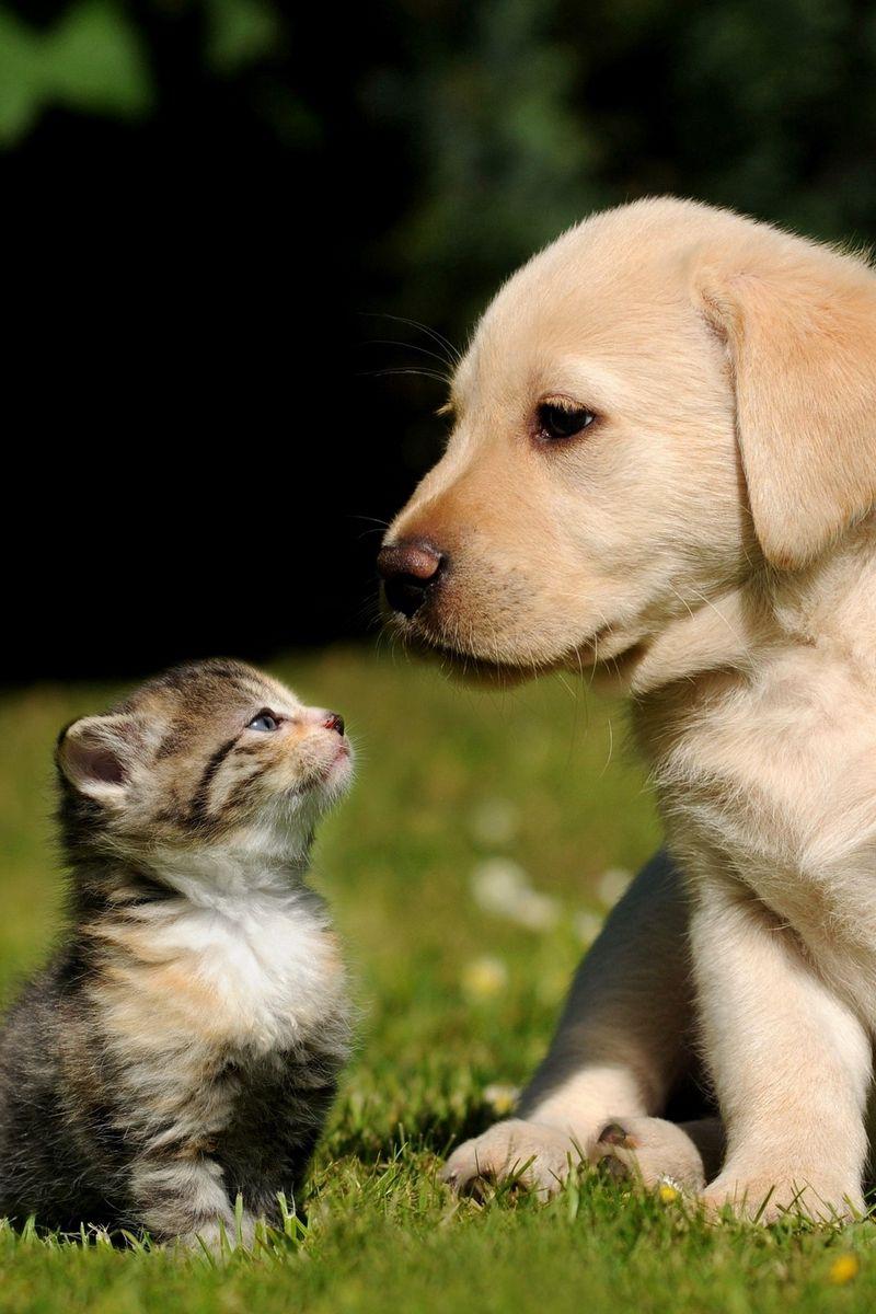 Cute Puppies and Kittens Wallpapers - Top Free Cute Puppies and Kittens ...