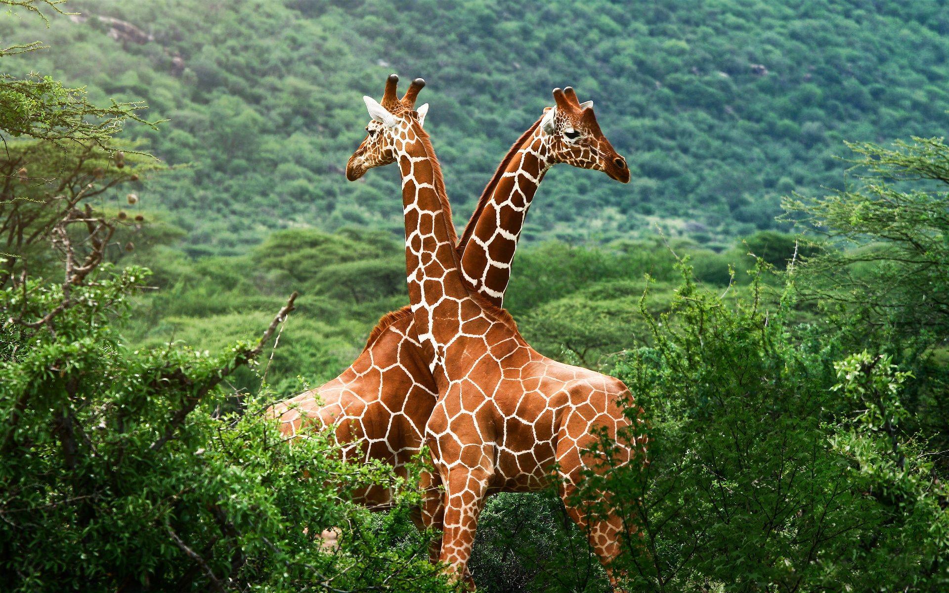 1920x1200 Africa: Savanna
