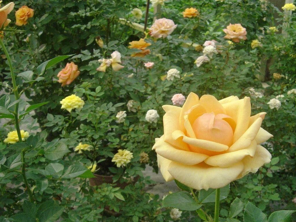 1024x768 Mini Roses Wallpaper: Roses Wallpaper, Mini Roses Foto Wallpaper