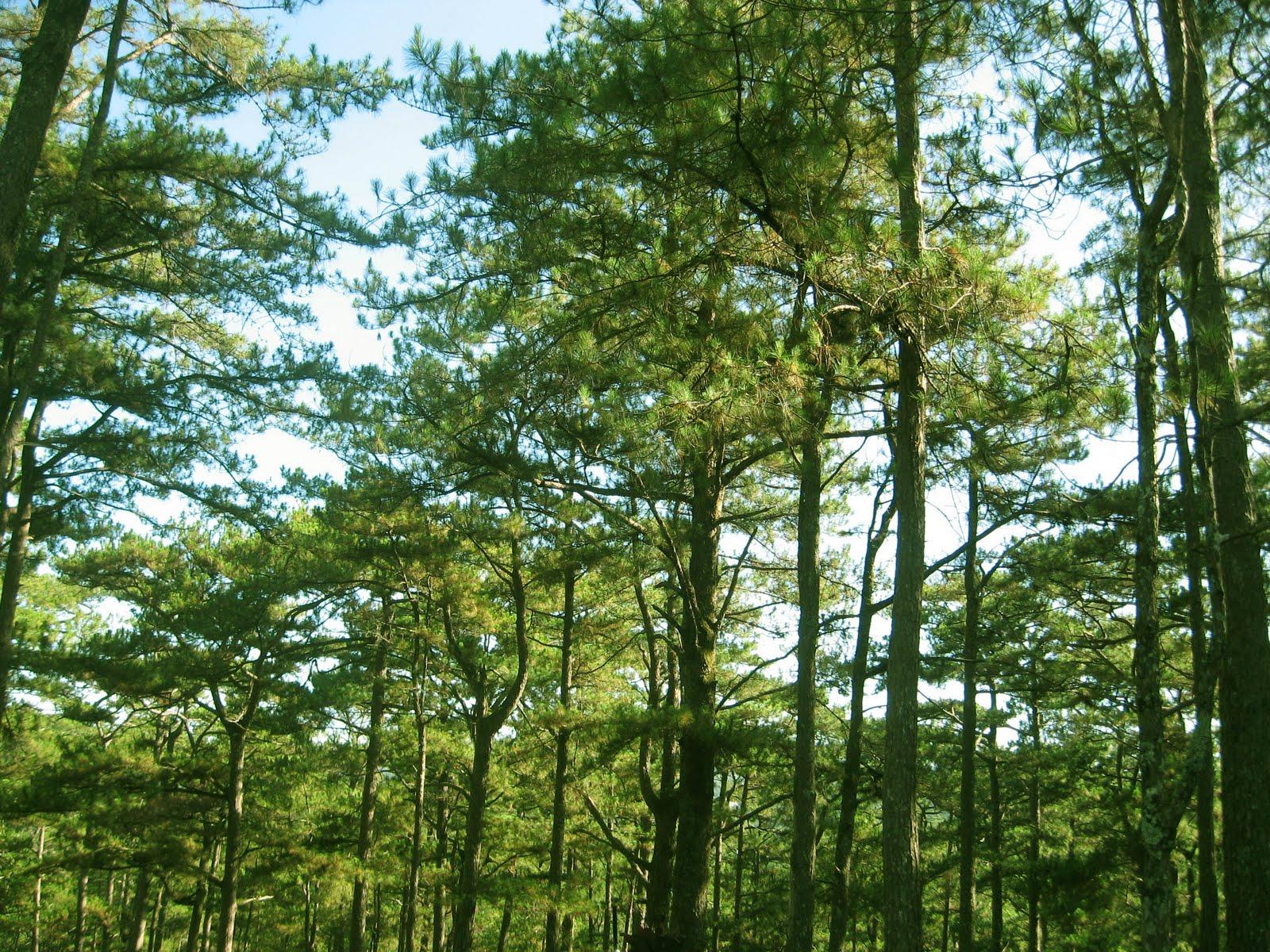 1600x1200 Free download Pine Trees 3 Wide Wallpaper [1600x1200] for your Desktop, Mobile & Tablet. Explore Pine Tree Wallpaper. Aspen Bark Wallpaper, Wallpaper Borders with Pine Trees, Winter Pine Trees Wallpaper