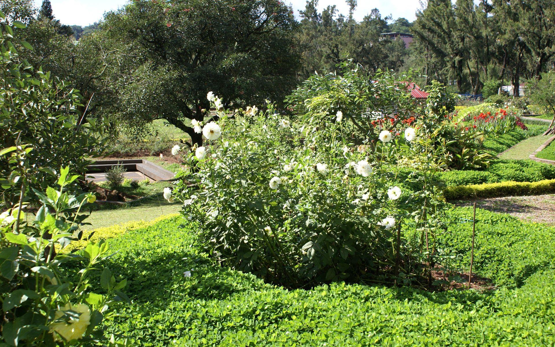 1920x1200 Flower park widescreen wallpaper: Burnham Park flower wallpaper