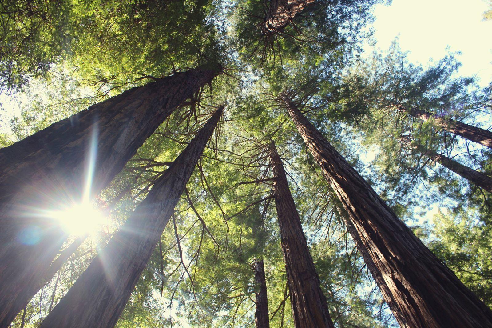 1600x1066 Nature Trees Forest Wallpaper.com. Best High Quality Wallpaper