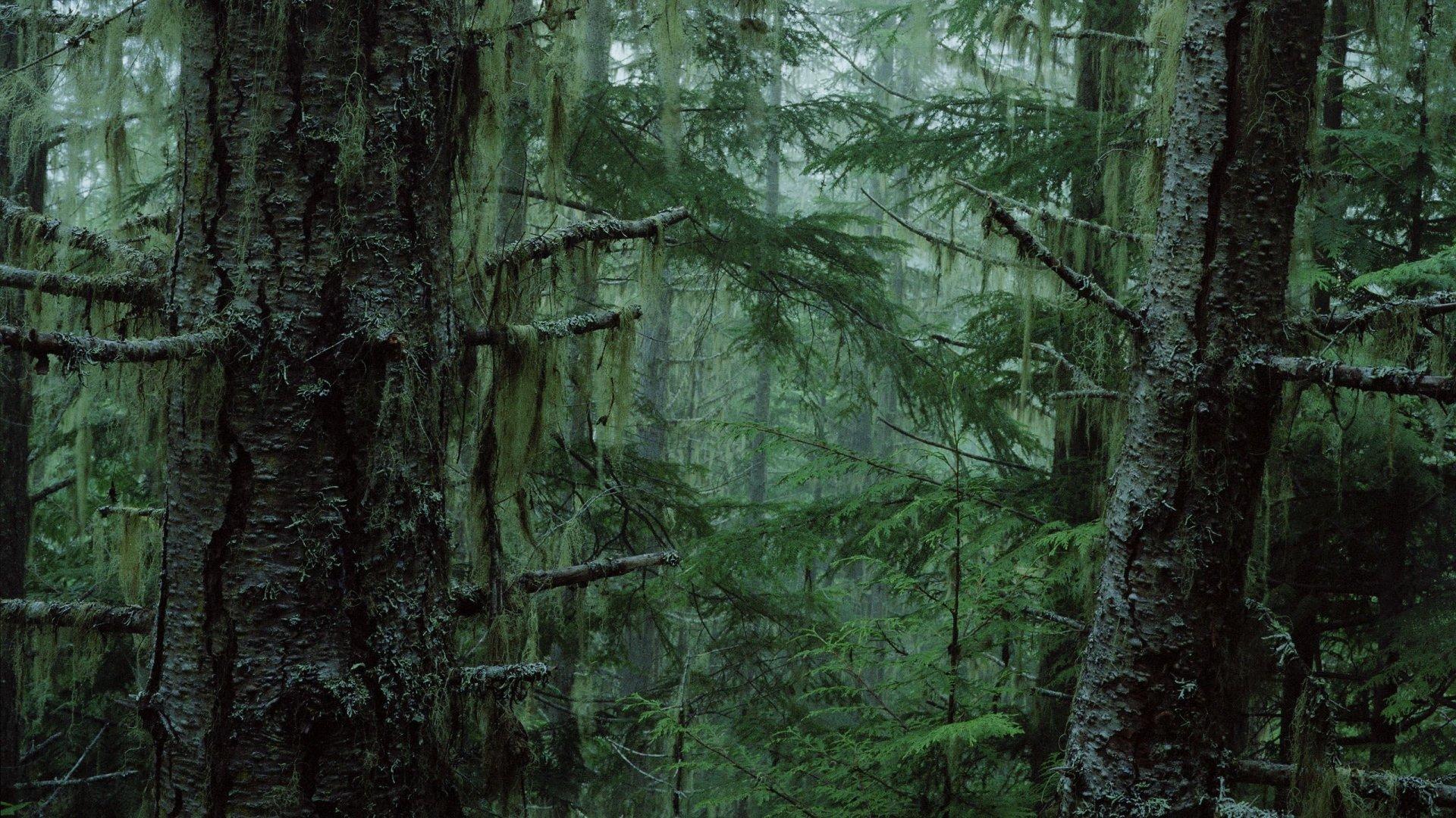 1920x1080 Forest wallpaper 1920x1080 Full HD (1080p) desktop background