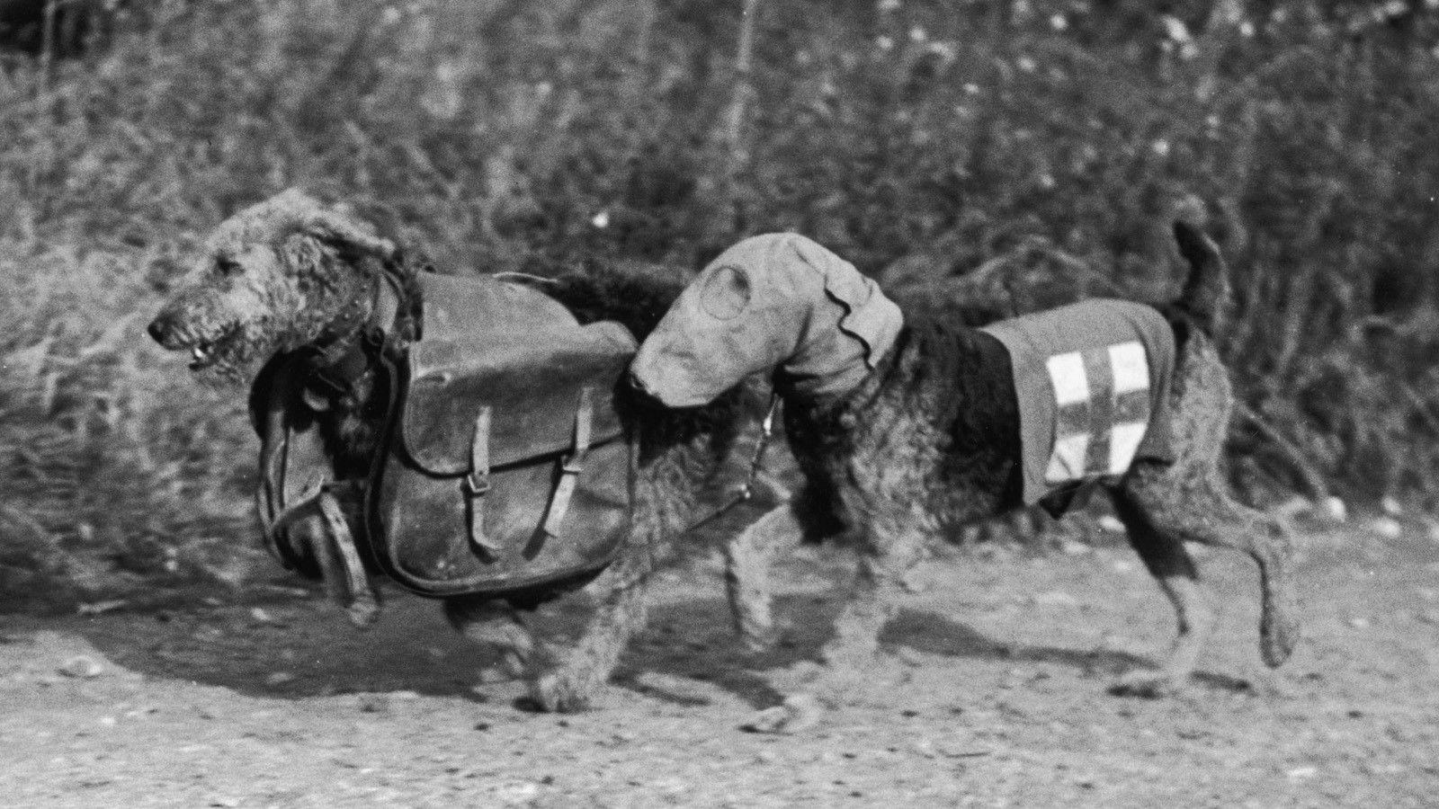 1600x900 Old war Airedale Terrier black and white photo and wallpaper. Beautiful Old war Airedale Terrier black and white picture