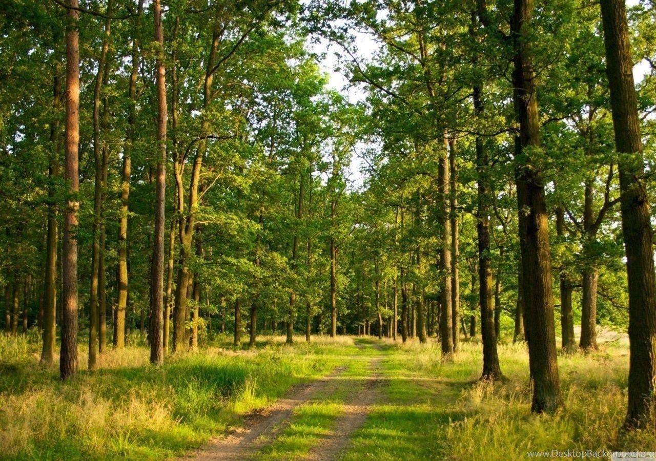 1280x900 Forest Wallpaper 16 Best Wallpaper Collection Desktop Background