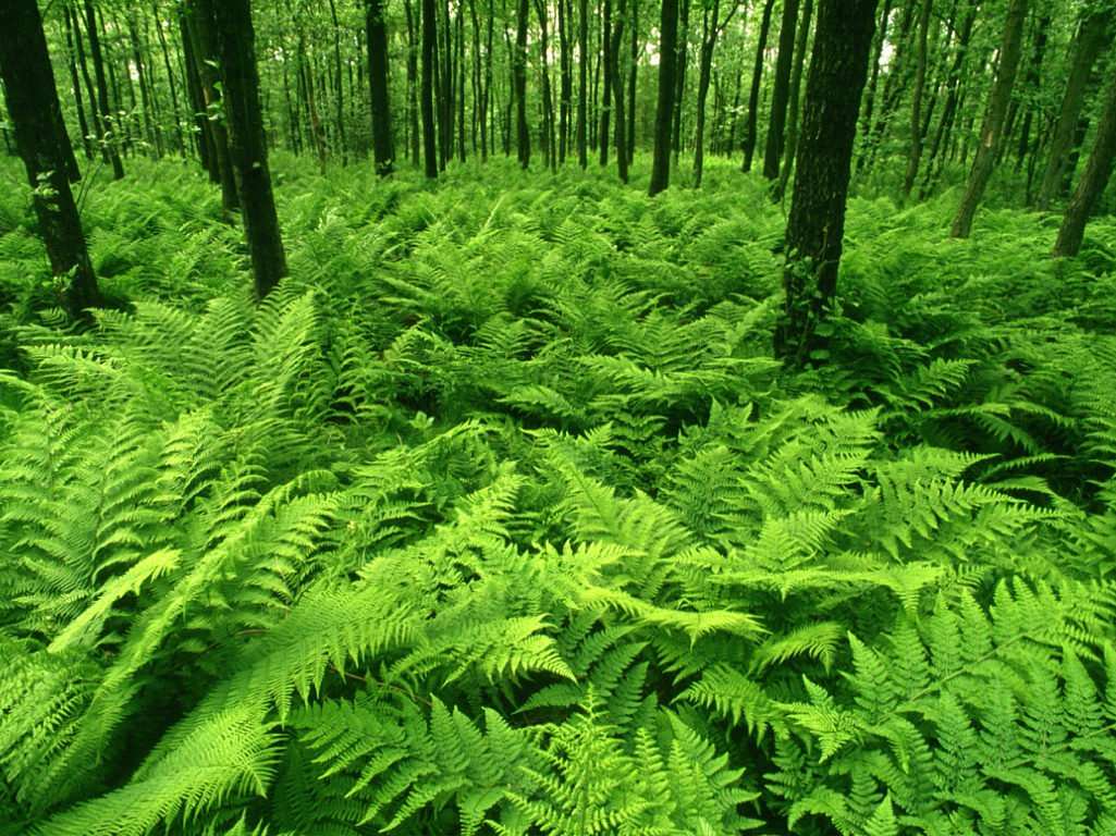 1025x768 World Visits: Green Forest best wallpaper image